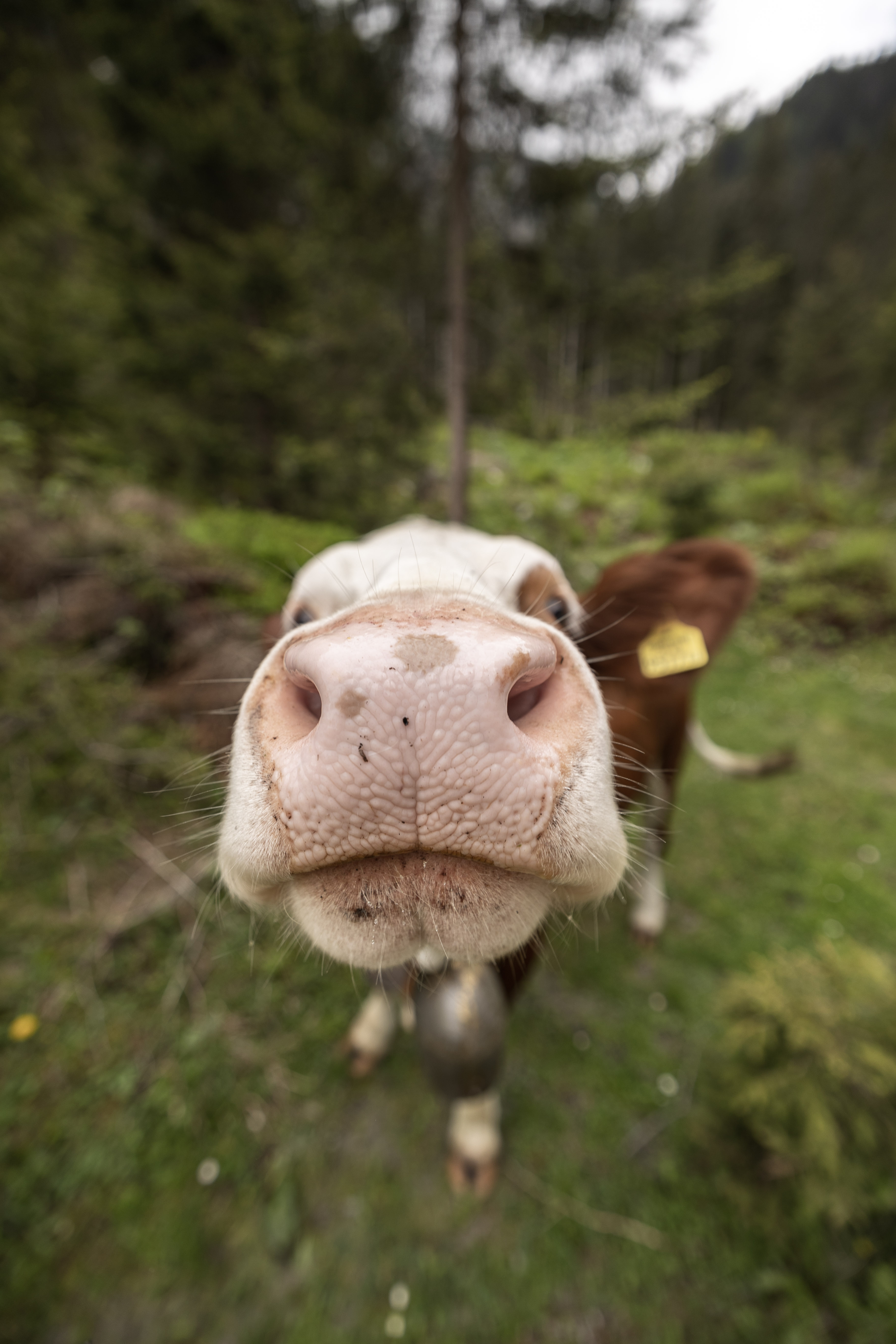 Schustererhof Onze dieren Onze koeien 