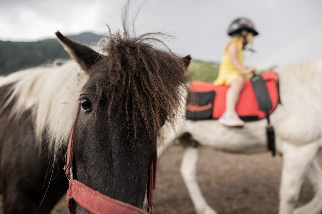 Schustererhof Onze dieren Aaron en Nike