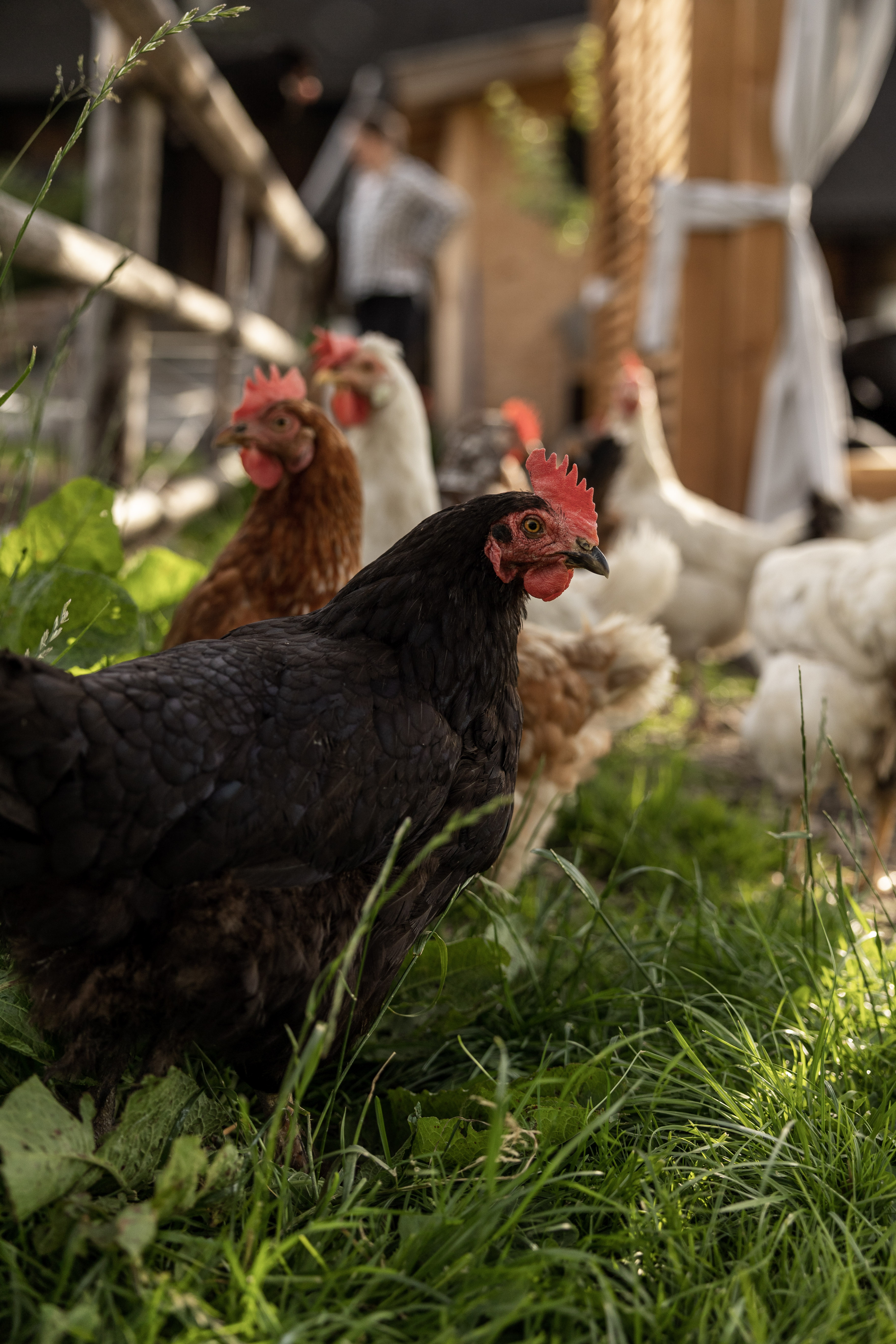 Schustererhof Onze dieren Kip