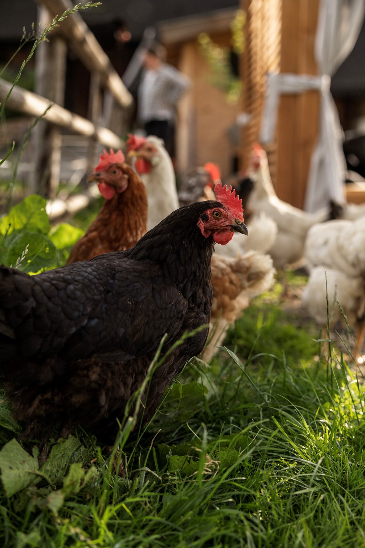 Schustererhof Onze dieren Kip