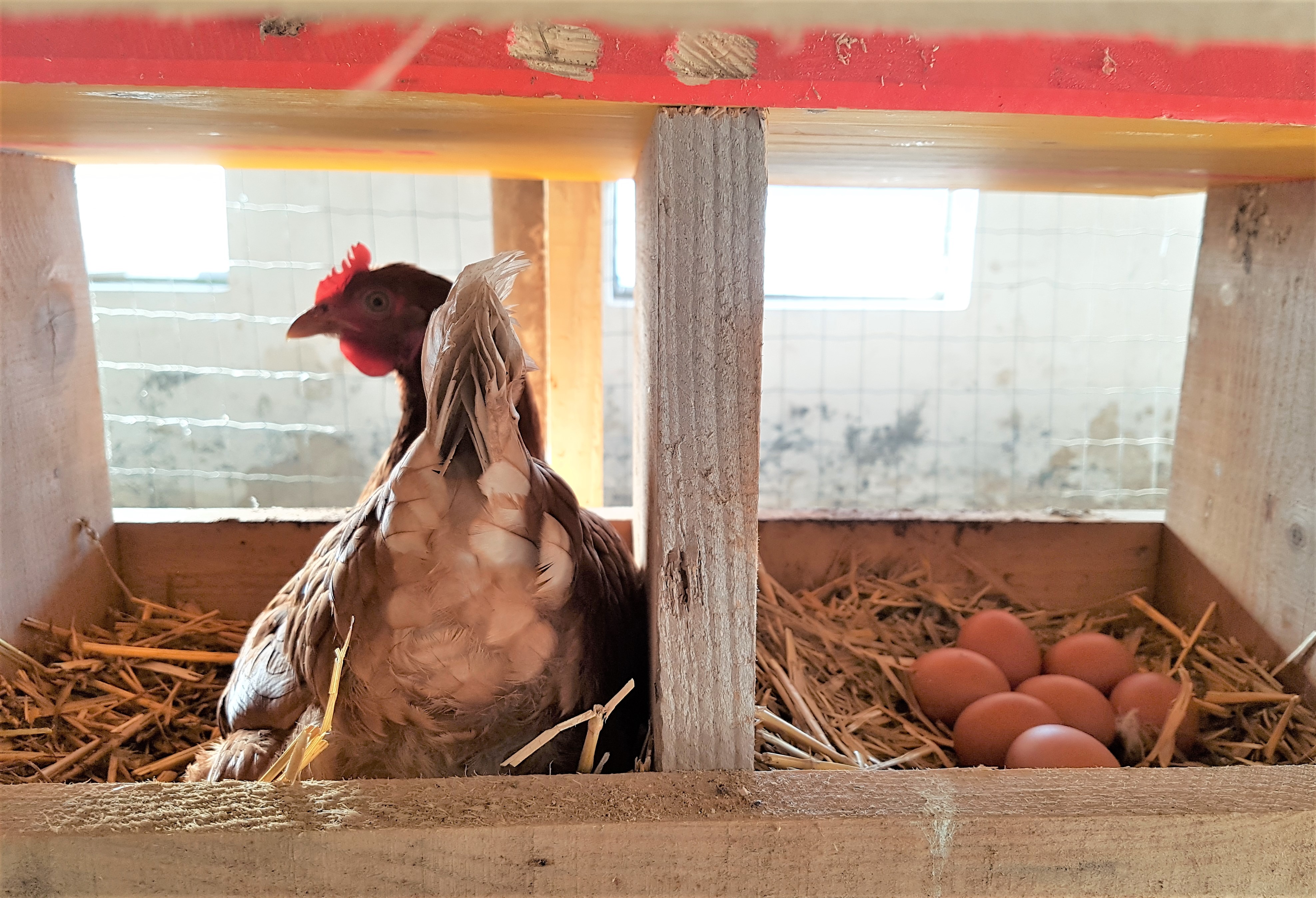 Bauernhof "Almfrieden" Onze dieren Kip gog gog!