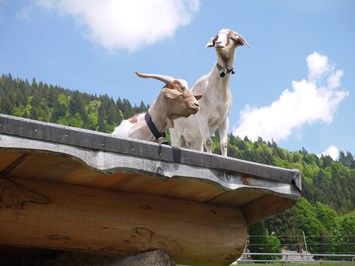 Bauernhof "Almfrieden" Our animals Goats baaaaah!