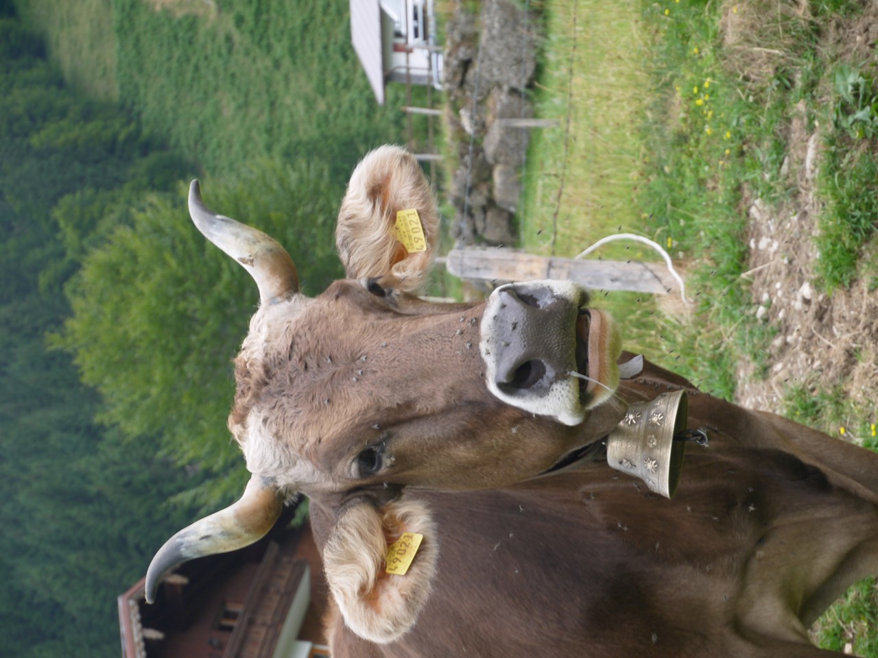 Bauernhof "Almfrieden" unsere Tiere Kuh   muuuuh !