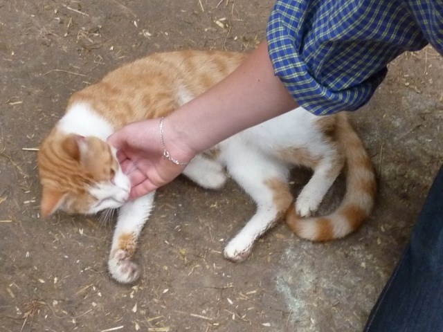 Ferienhof-Thiele Naše živali Mačke