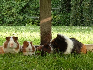 Ferienhof-Thiele Our animals Guinea pig
