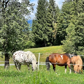 Bauernhofurlaub-Angebot: Pferdewochen im Mai und Juni