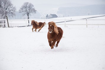 Ferien Bauernhof: Pony im Winter - Hardthof-Sauerland