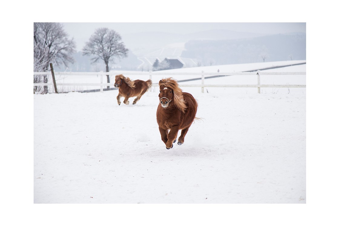 Ferien Bauernhof: Pony im Winter - Hardthof-Sauerland