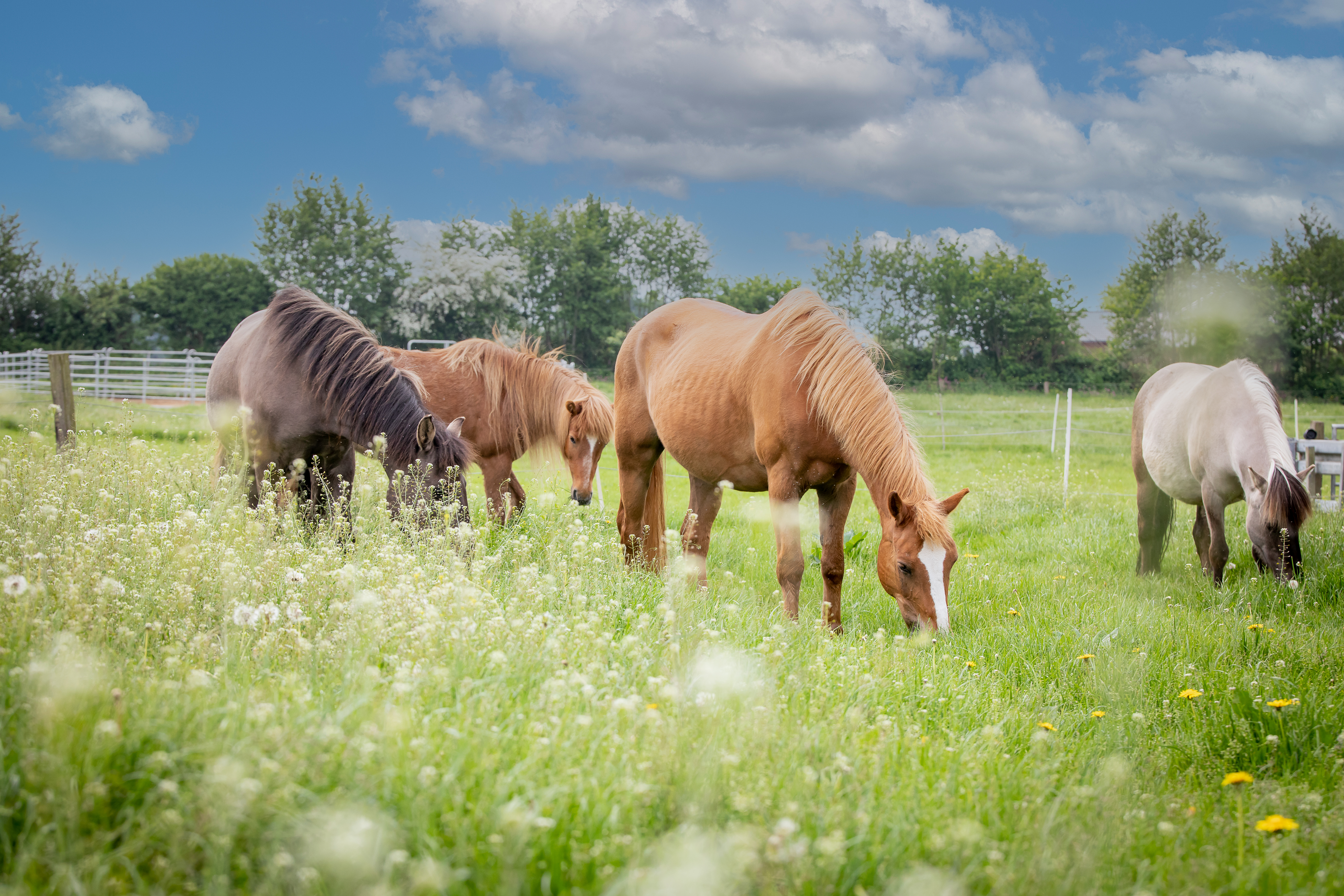 Urlaubsbauernhof Lindenhof Naše životinje Mnoge životinje, velike i male, žive s nama