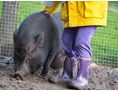 Ferien Bauernhof: Minischweine -  Warfthof Wollatz