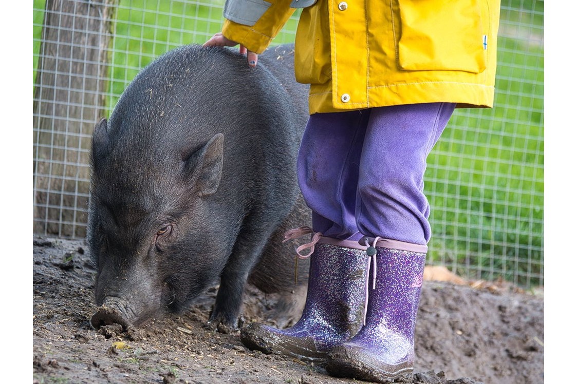 Ferien Bauernhof: Minischweine - Warfthof Wollatz - Nordseeurlaub mit Feinsinn