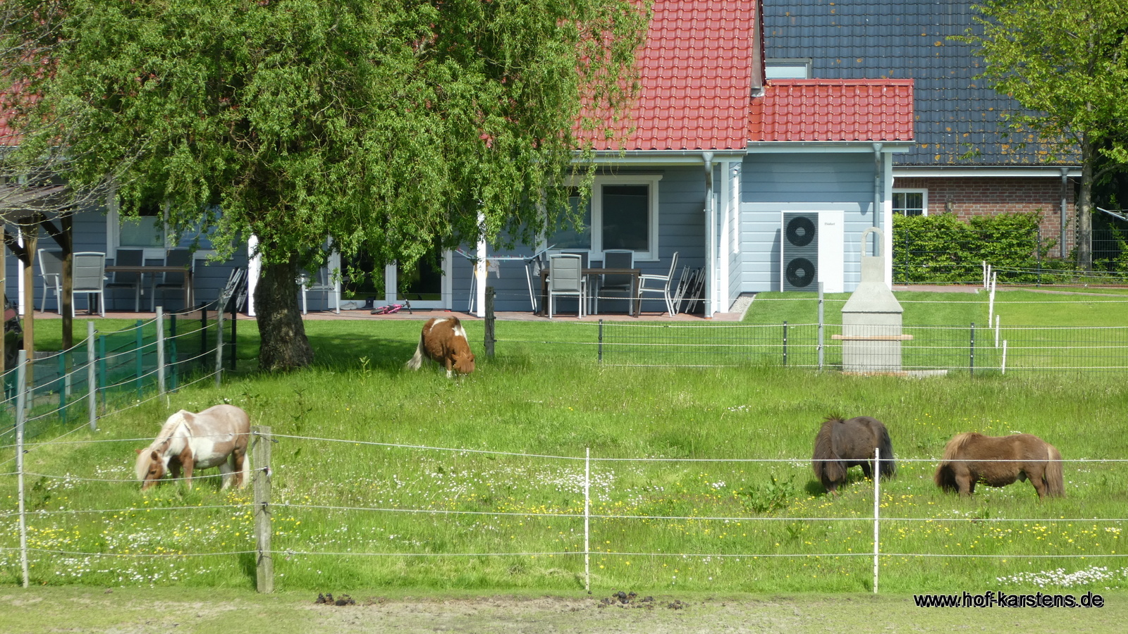Ferien Bauernhof: Einige unserer Ponys - Ferienhof Karstens