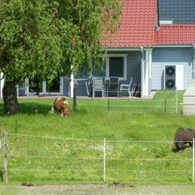 Ferien Bauernhof: Einige unserer Ponys - Ferienhof Karstens - Nordsee Schleswig- Holstein Dithmarschen nähe Büsum