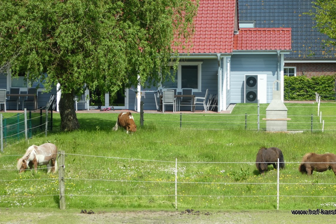 Ferien Bauernhof: Einige unserer Ponys - Nordsee nähe Büsum Ferienhof Karstens