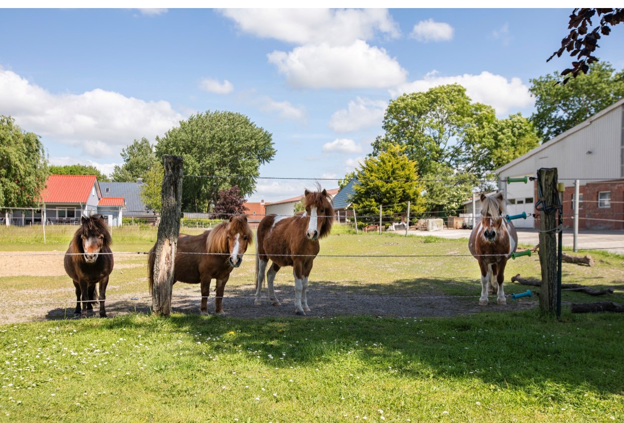 Ferienhof Karstens - Nordsee Schleswig- Holstein Dithmarschen nähe Büsum I nostri animali Coccole/alimentazione/gite in pony