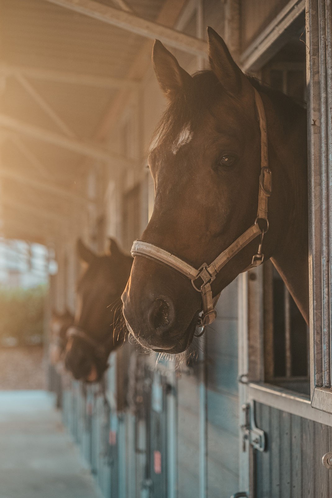 Bauernhof Lafrenz Onze dieren 