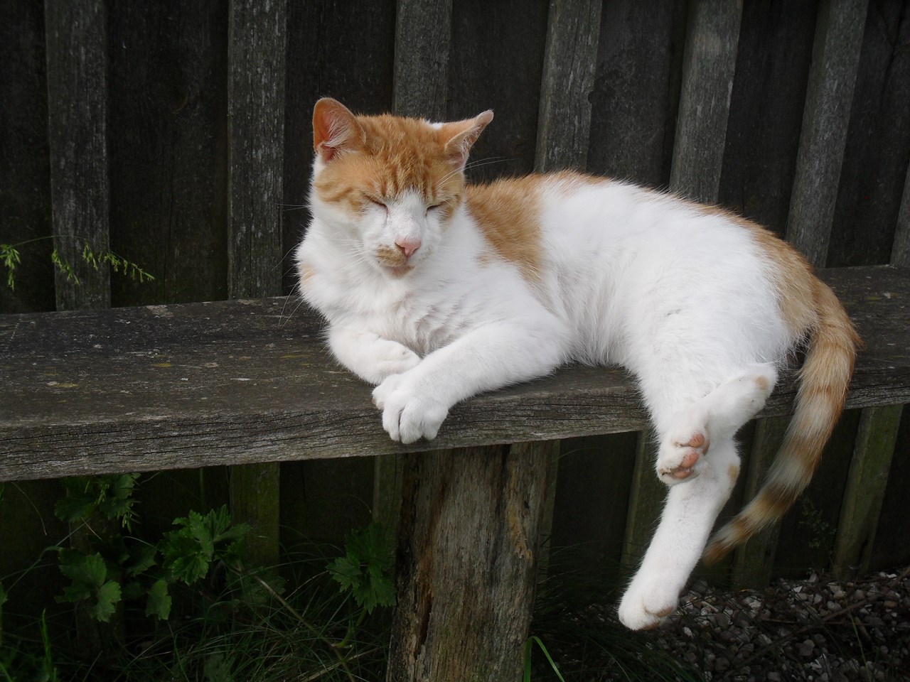 Ferienhof Denker Our animals 