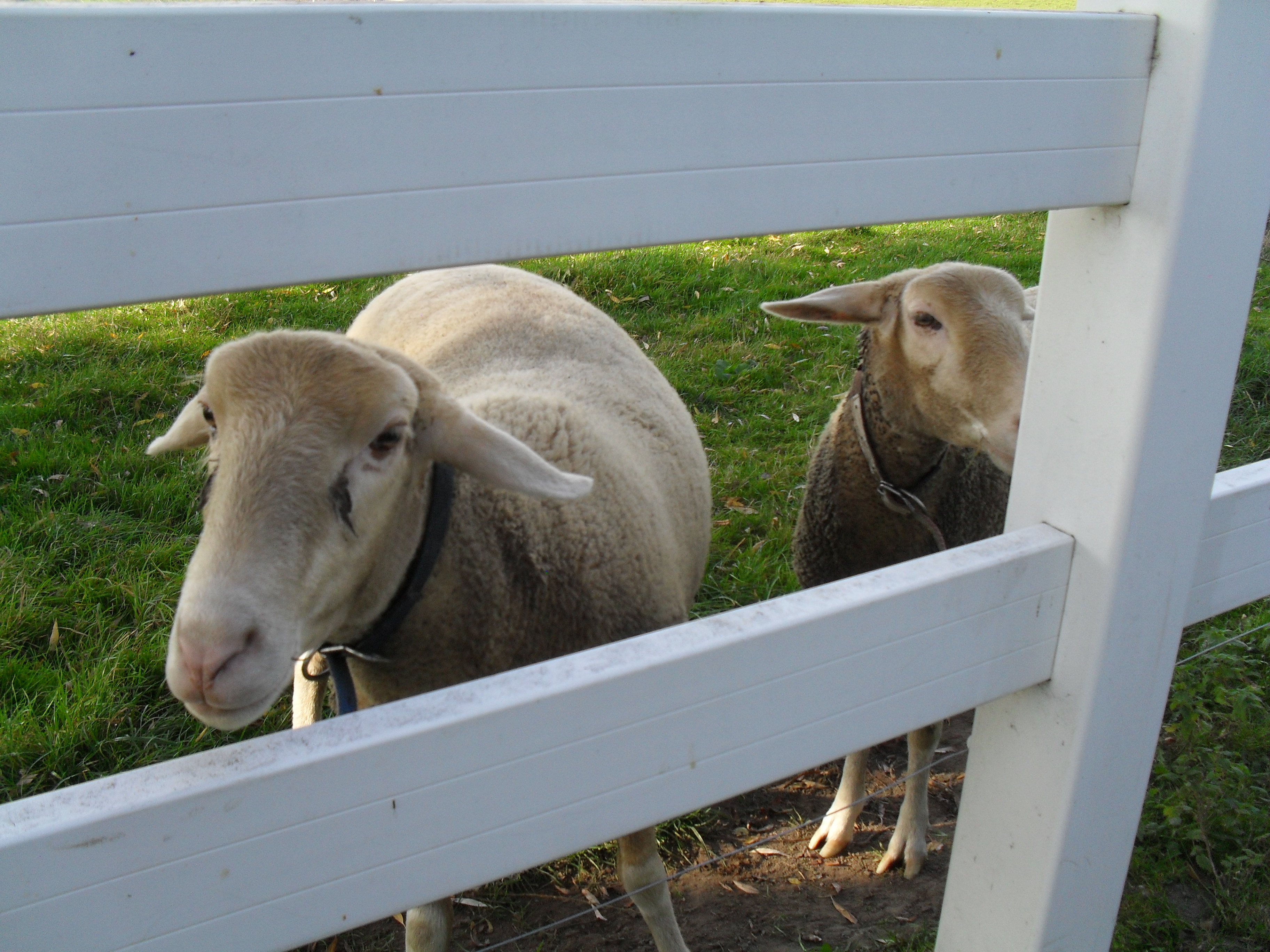 Ferienhof Denker Onze dieren 