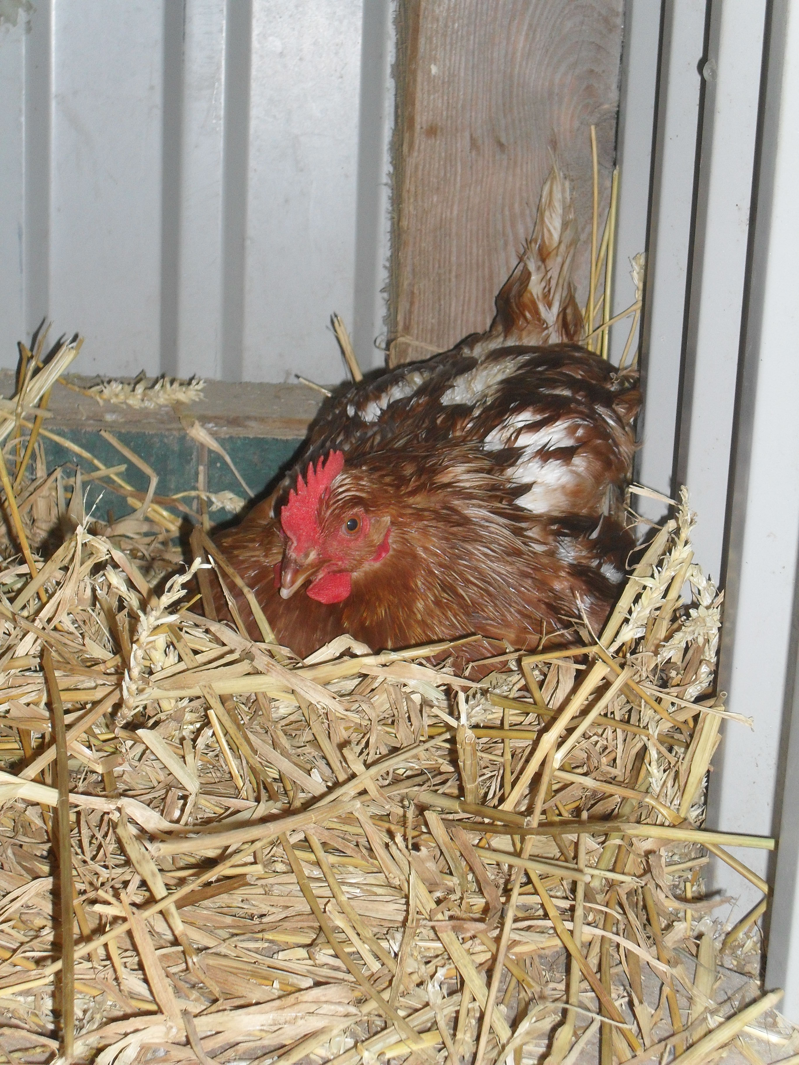 Ferienhof Denker Onze dieren 