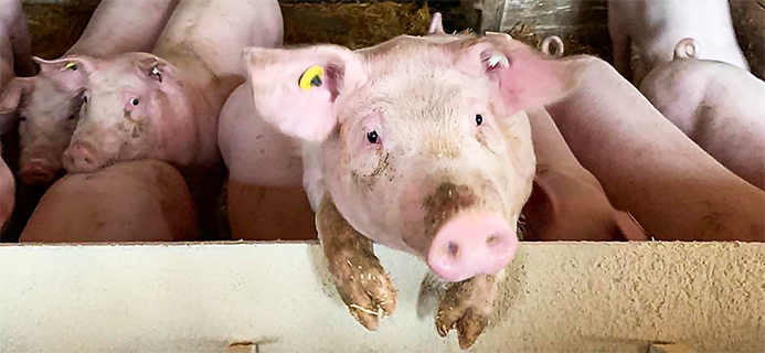 Wisch-Hof - ideal für Familienurlaub mit Freunden oder Großeltern - 20 min nach Kiel, 3 km zum Strand unsere Tiere Unsere Mastschweine