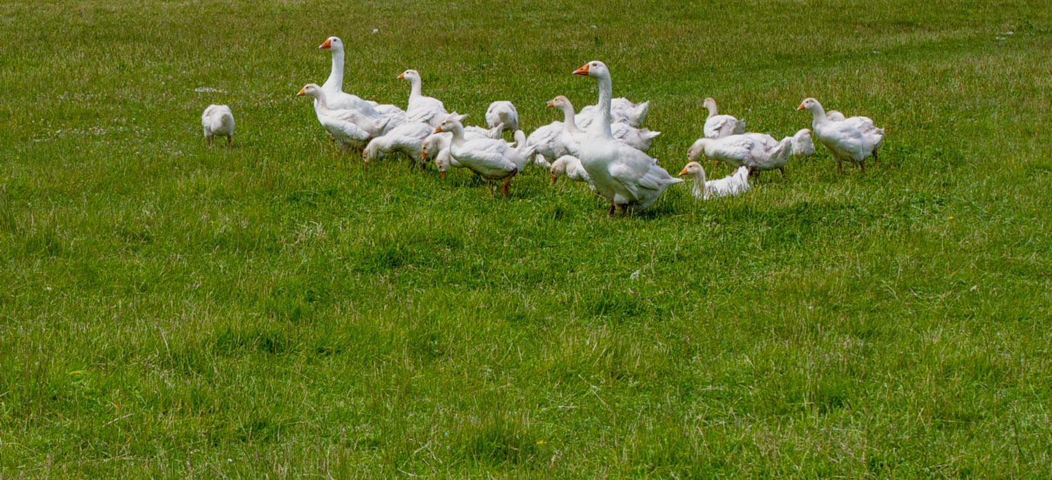 Wisch-Hof - ideal für Familienurlaub mit Freunden oder Großeltern - 20 min nach Kiel, 3 km zum Strand unsere Tiere Unsere Gänse