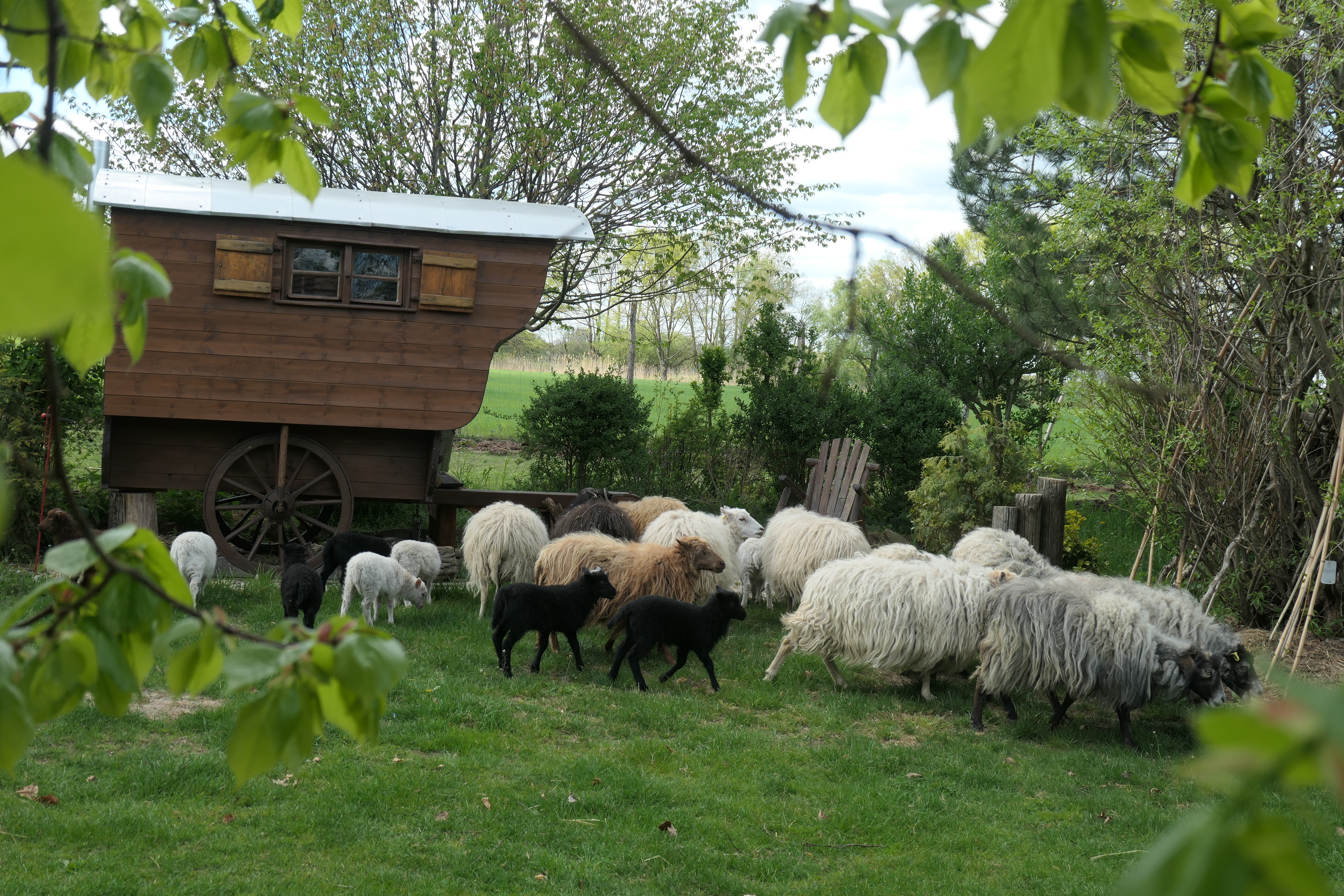 Erlenhof im Oderbruch - Rund ums Schaf Nos animaux Skudden - Mouton