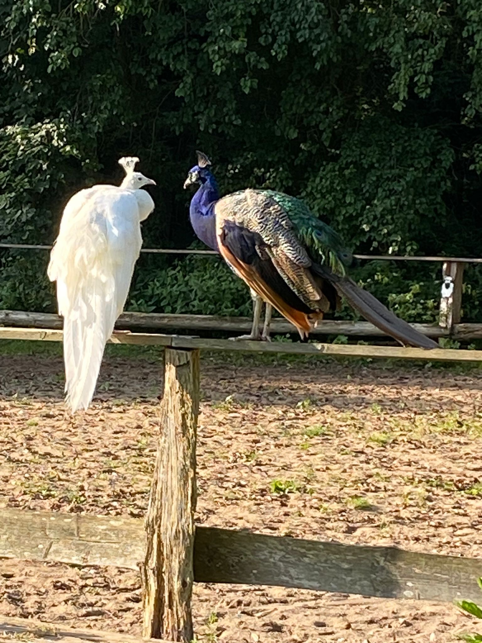 vacation on the farm - Blekendorf - Unsere beiden Pfauen Männchen genießen die Sonne  - Ferienhof Keks und Kruemel
