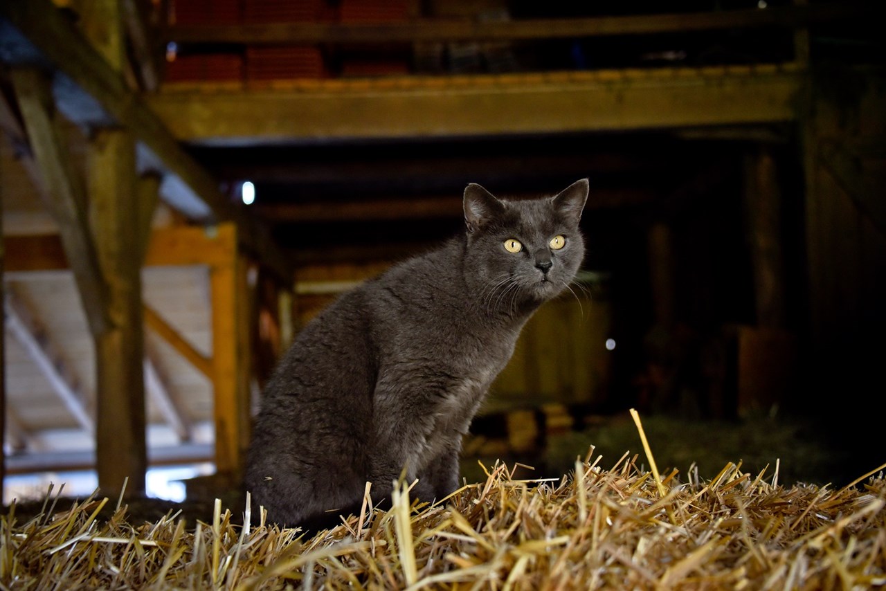 Lehner-Hof unsere Tiere Katzen