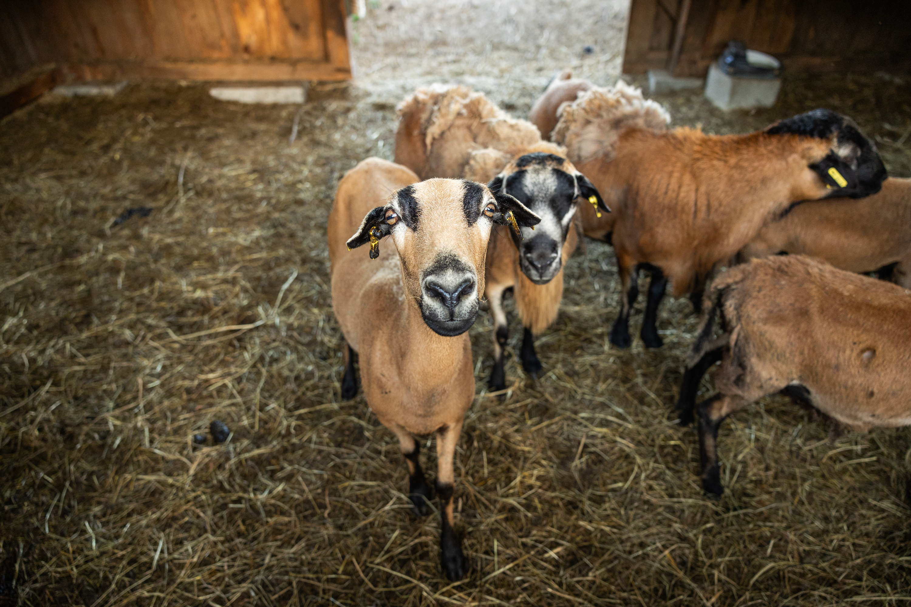 Familienhotel Schreinerhof - 4 Sterne Superior  unsere Tiere Unsere Schafe