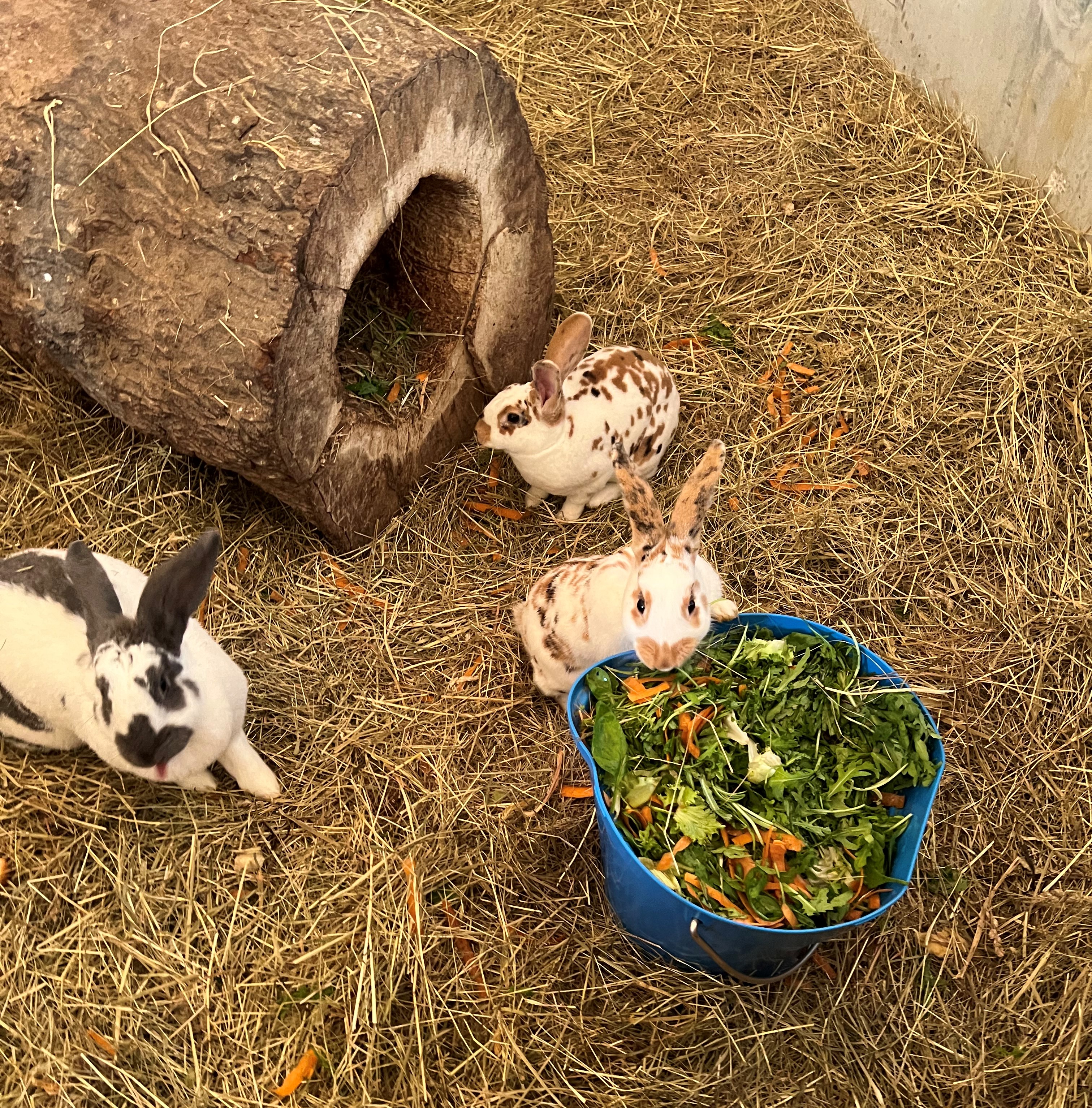 Familienhotel Schreinerhof - 4 Sterne Superior  unsere Tiere Unsere Häschen