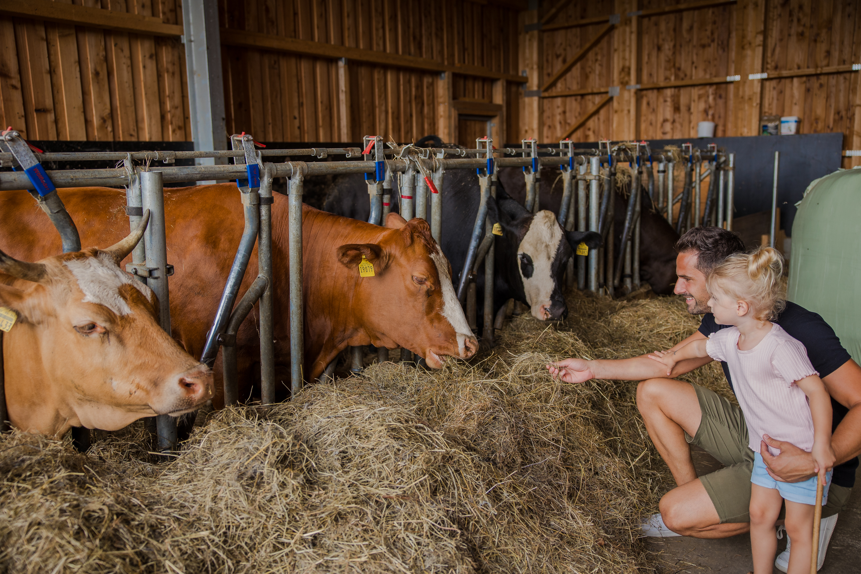 Familotel Schreinerhof - 4 Sterne Superior  unsere Tiere Unsere Kühe 