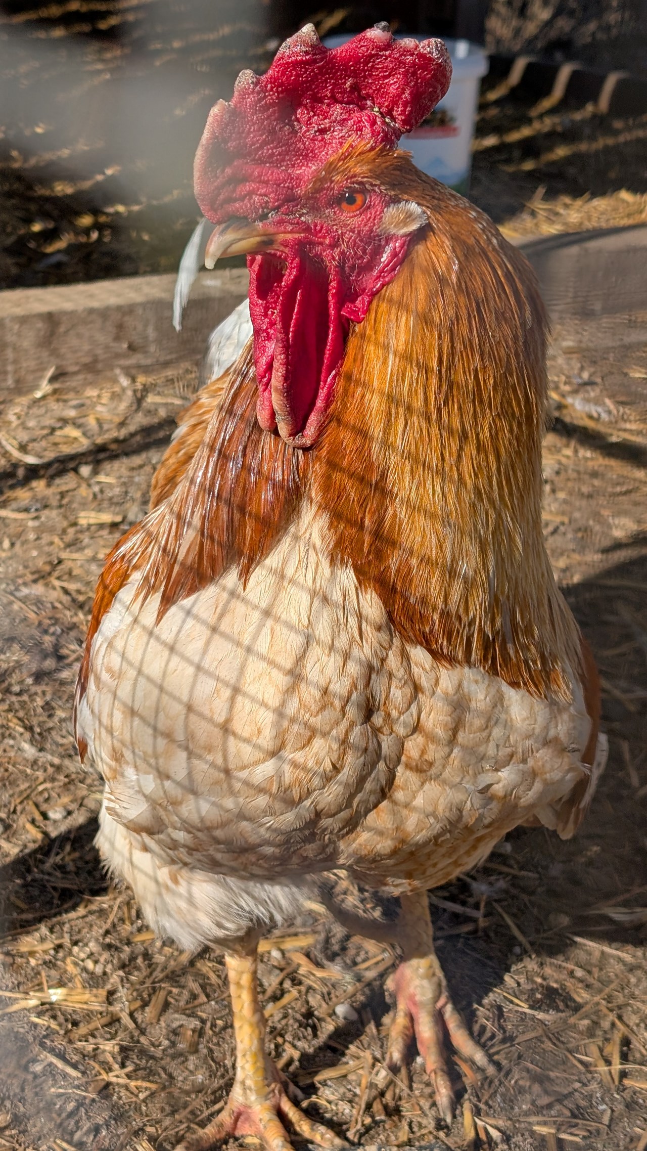 Familotel Schreinerhof - 4 Sterne Superior  unsere Tiere Unsere Hühner 