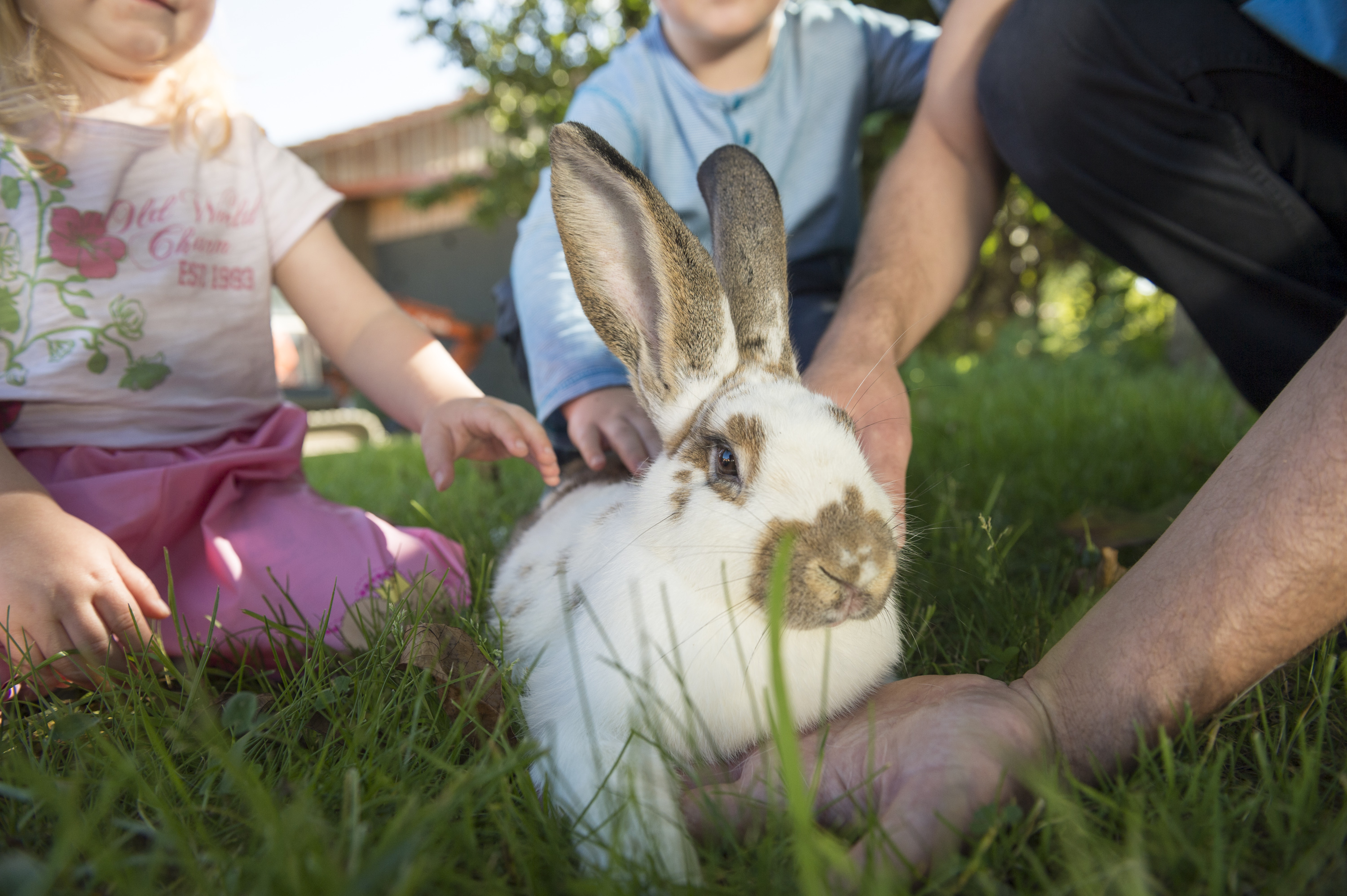 Ferien Bauernhof: Kleines Häschen  - Familotel Schreinerhof - 4 Sterne Superior 