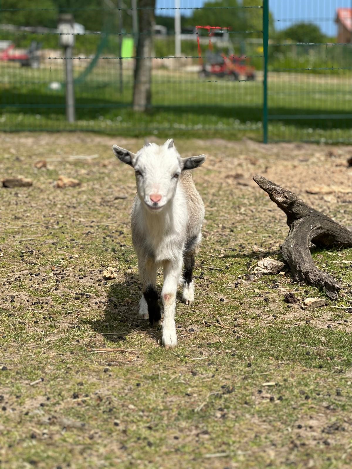 Ferienhof Lunau Naše živali Koze