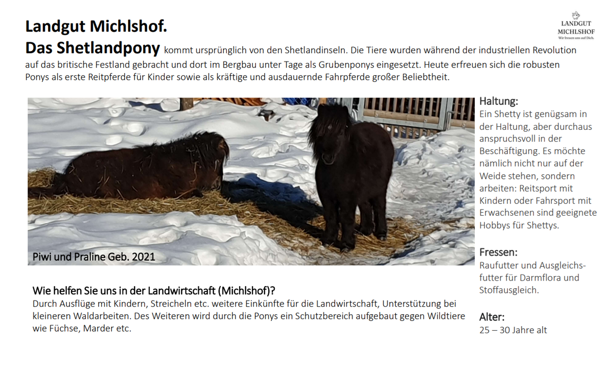 Landgut Michlshof unsere Tiere Ponys