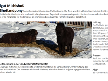 Landgut Michlshof unsere Tiere Ponys