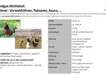Landgut Michlshof Our animals Chicken