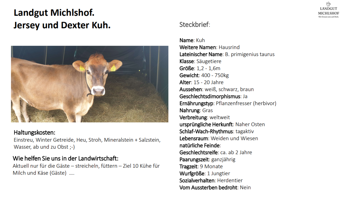 Landgut Michlshof I nostri animali Mucche
