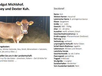 Landgut Michlshof unsere Tiere Kühe