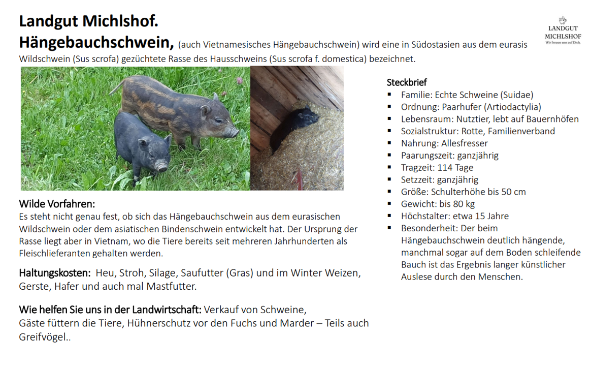 Landgut Michlshof Our animals Pigs