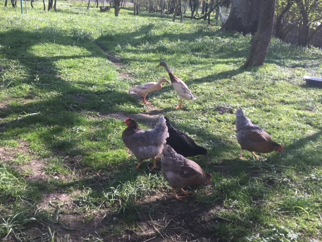 Pasterhof Eichhorst Onze dieren Kippen en eenden