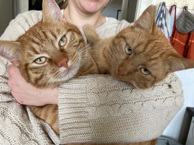 Pasterhof Eichhorst Onze dieren Katten