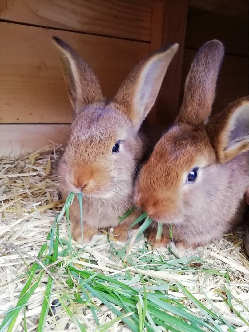 odmor na imanju - Tiere am Hof: Hasen - Reit im Winkl - Appartement Vorderkasbichlhof - Pension Schmiderer