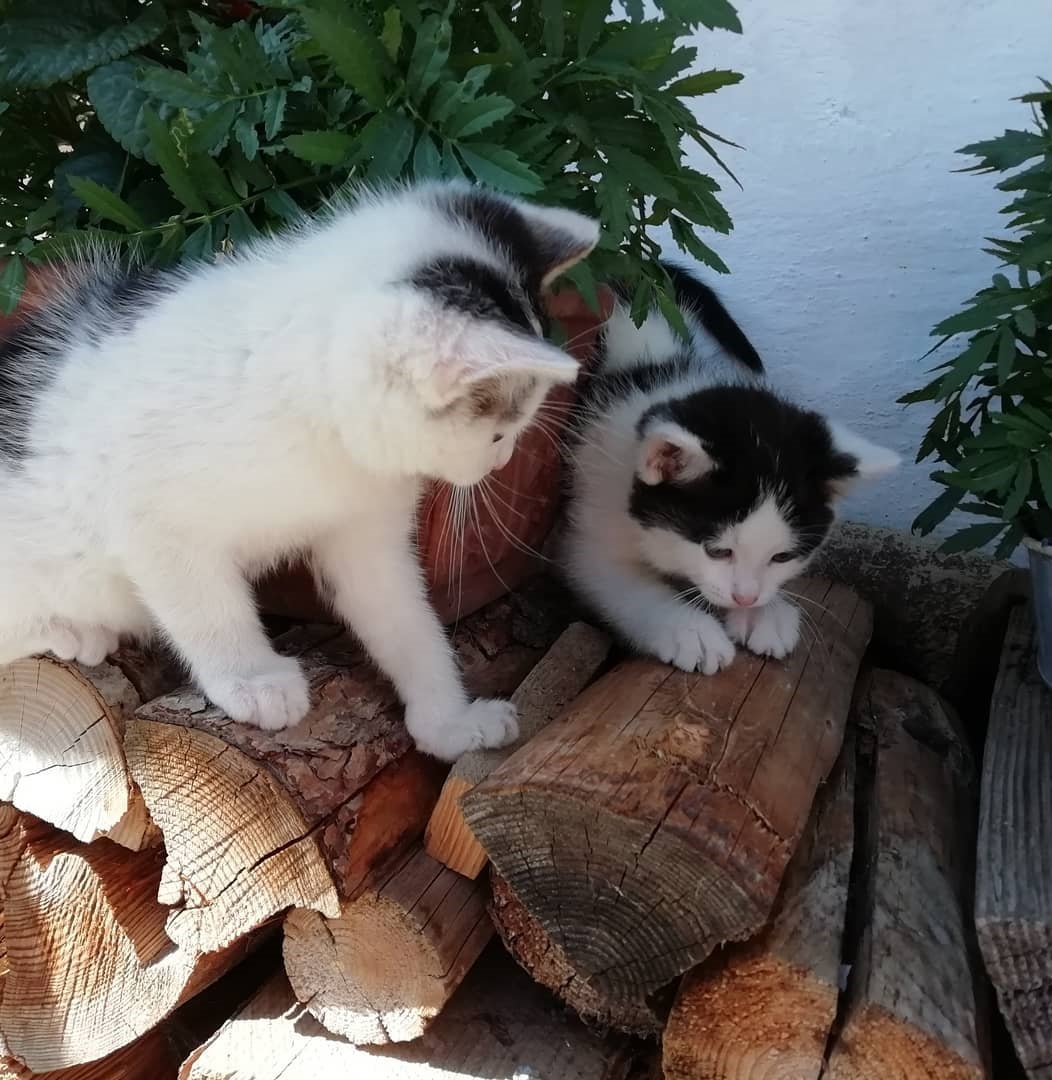odmor na imanju - Tiere am Hof: Hasen - Reit im Winkl - Appartement Vorderkasbichlhof - Pension Schmiderer
