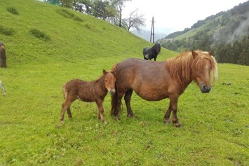Ferien Bauernhof: Unsere Ponys - Reiterhof Seiterhof