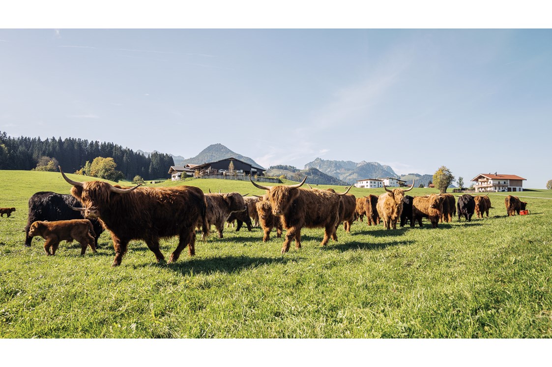 Ferien Bauernhof: Hochlandrinder - Feriengut Unterhochstätt