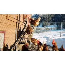 Ferien Bauernhof: Hühner - Feriengut Unterhochstätt