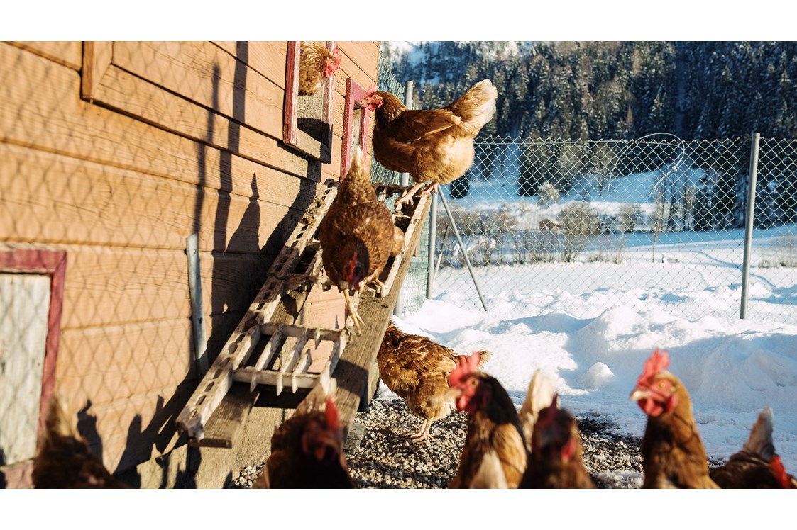 Ferien Bauernhof: Hühner - Feriengut Unterhochstätt