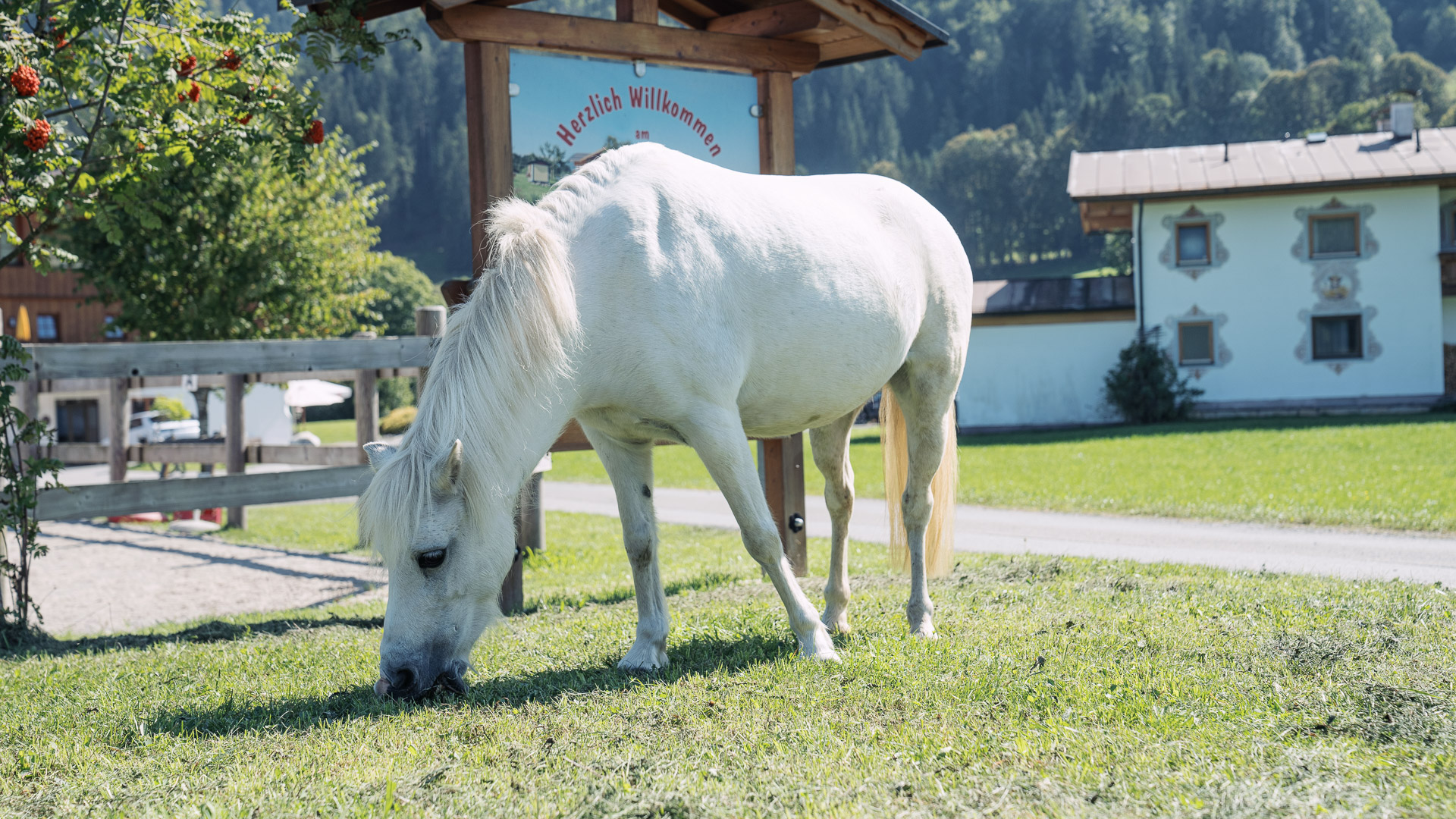 Ferien Bauernhof: Pferde - Feriengut Unterhochstätt
