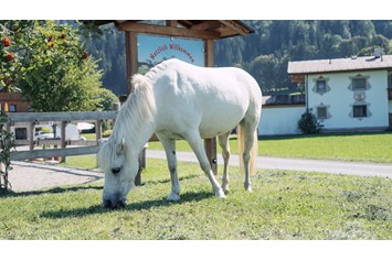 Ferien Bauernhof: Pferde - Feriengut Unterhochstätt